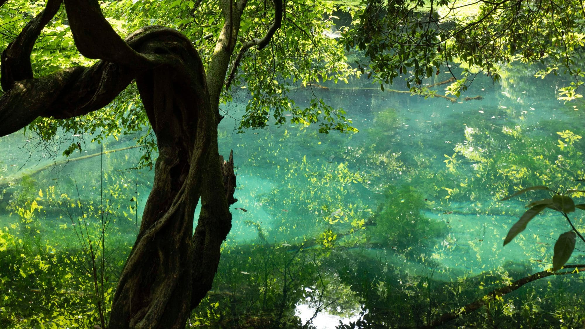 Maruike-sama Pond image 2