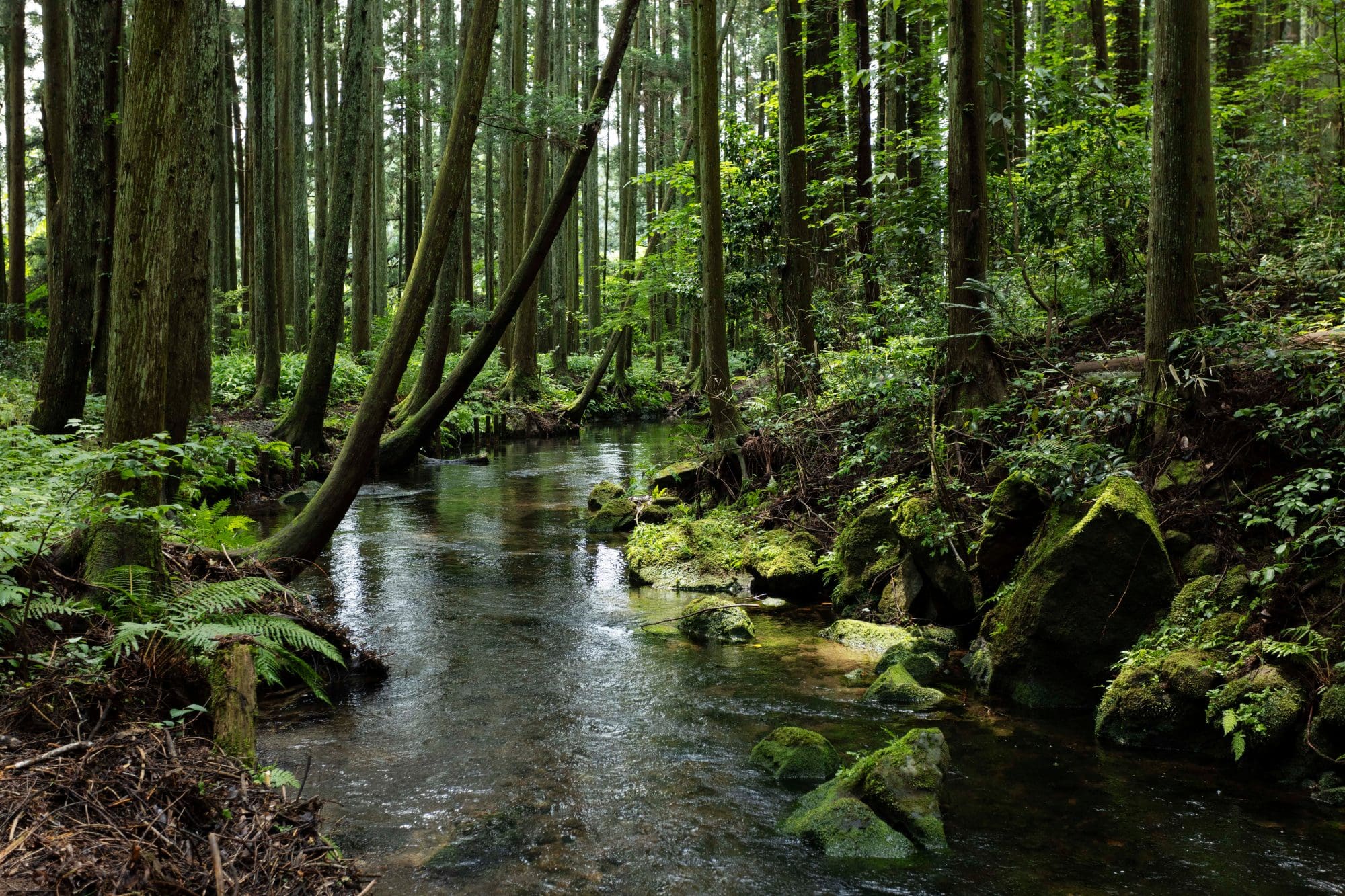 Ushiwatari River image