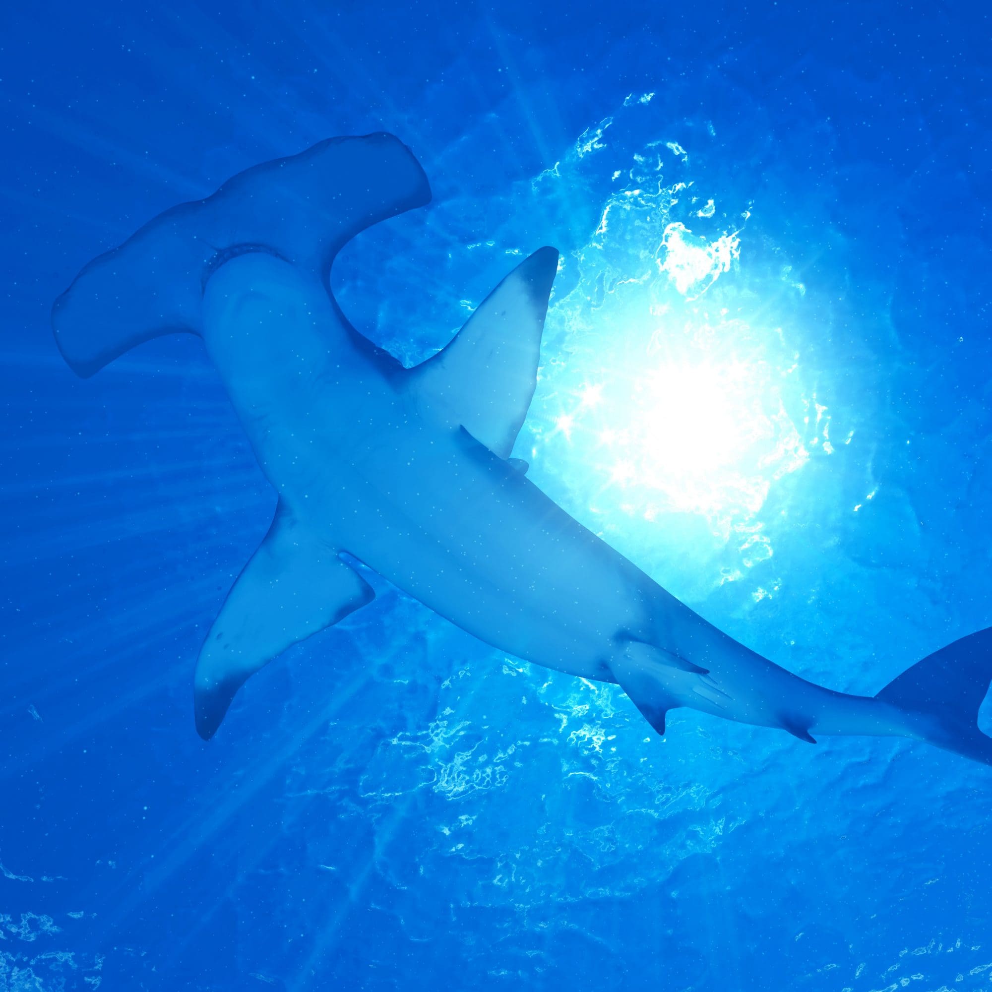 Hammerhead shark conservation programs