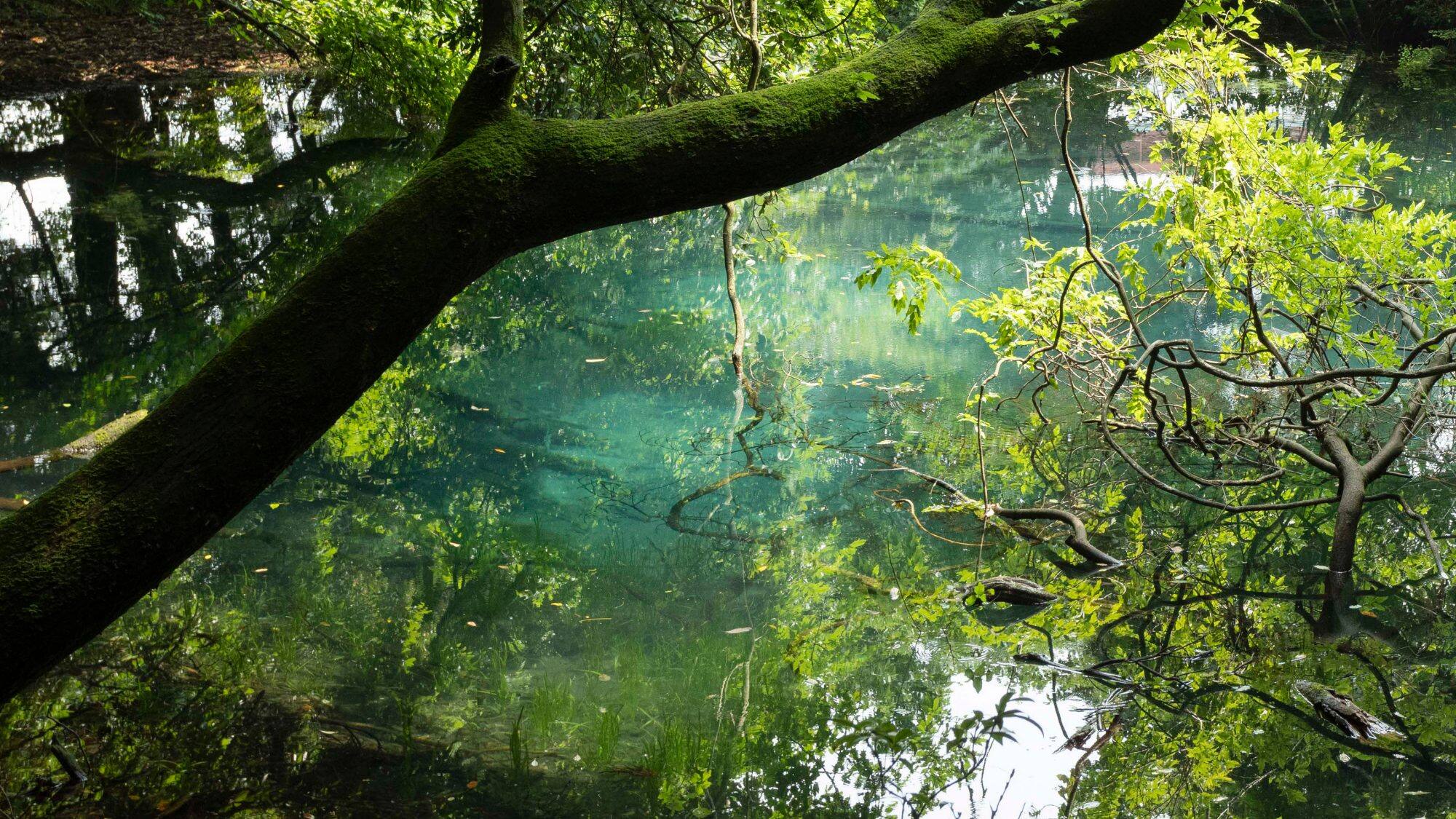 Maruike-sama Pond image