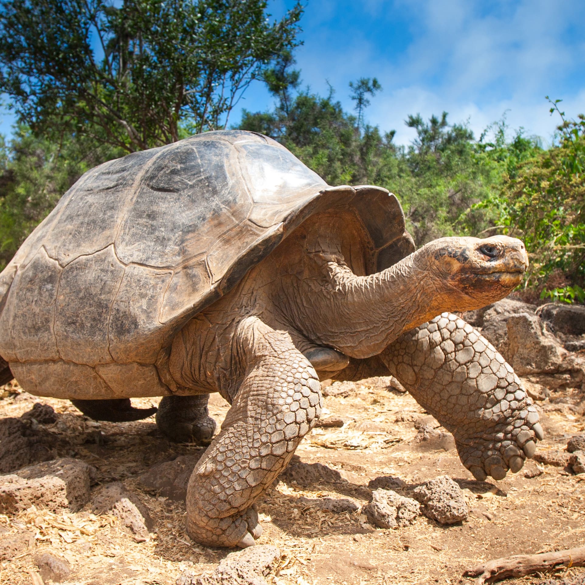 Ivory Turtle. The Galapagos tortoise. The Galapagos Islands. Ecuador.