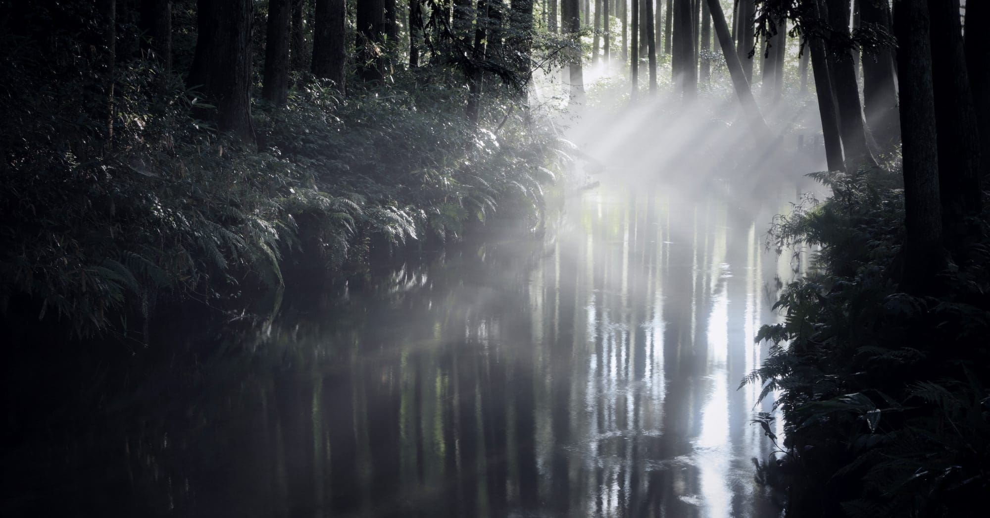 Yamagata Misty Forest River