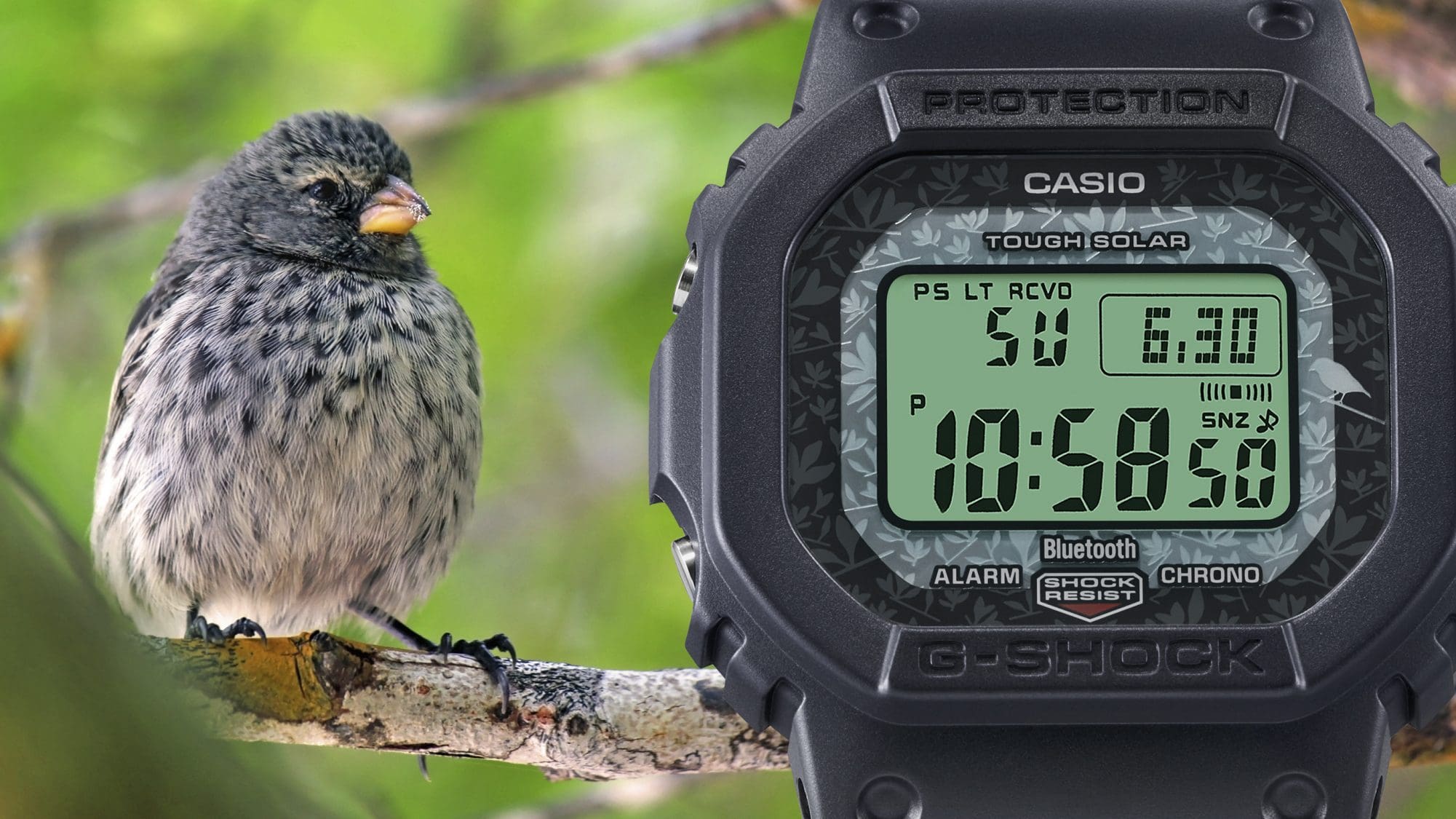 Die schwarze GW-B5600CD-1A3 Digitaluhr mit einem von Scalesia-Wäldern inspirierten Display-Rahmen in Grau und Weiß