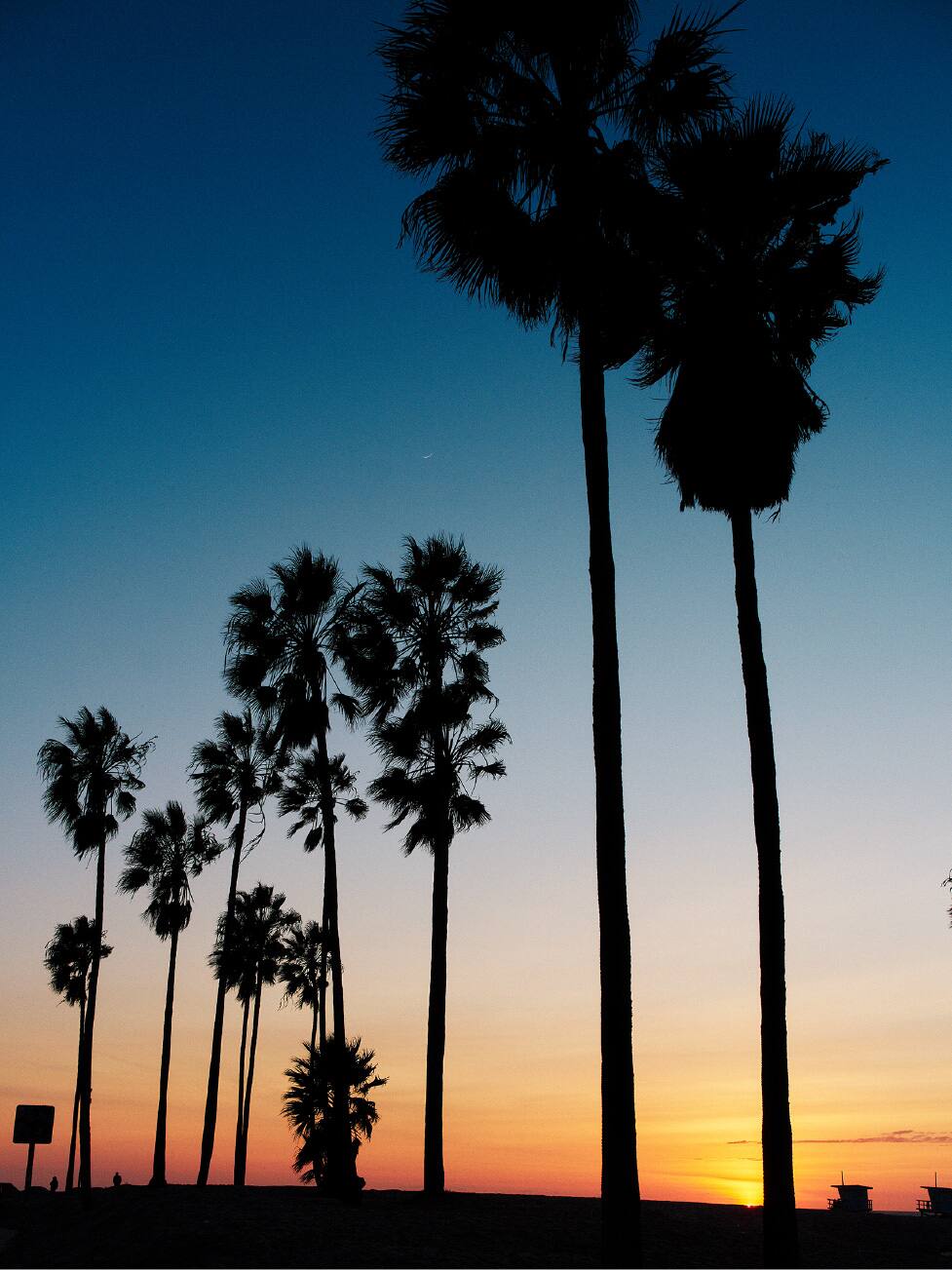 Silhouetted palm trees against a sunset sky.