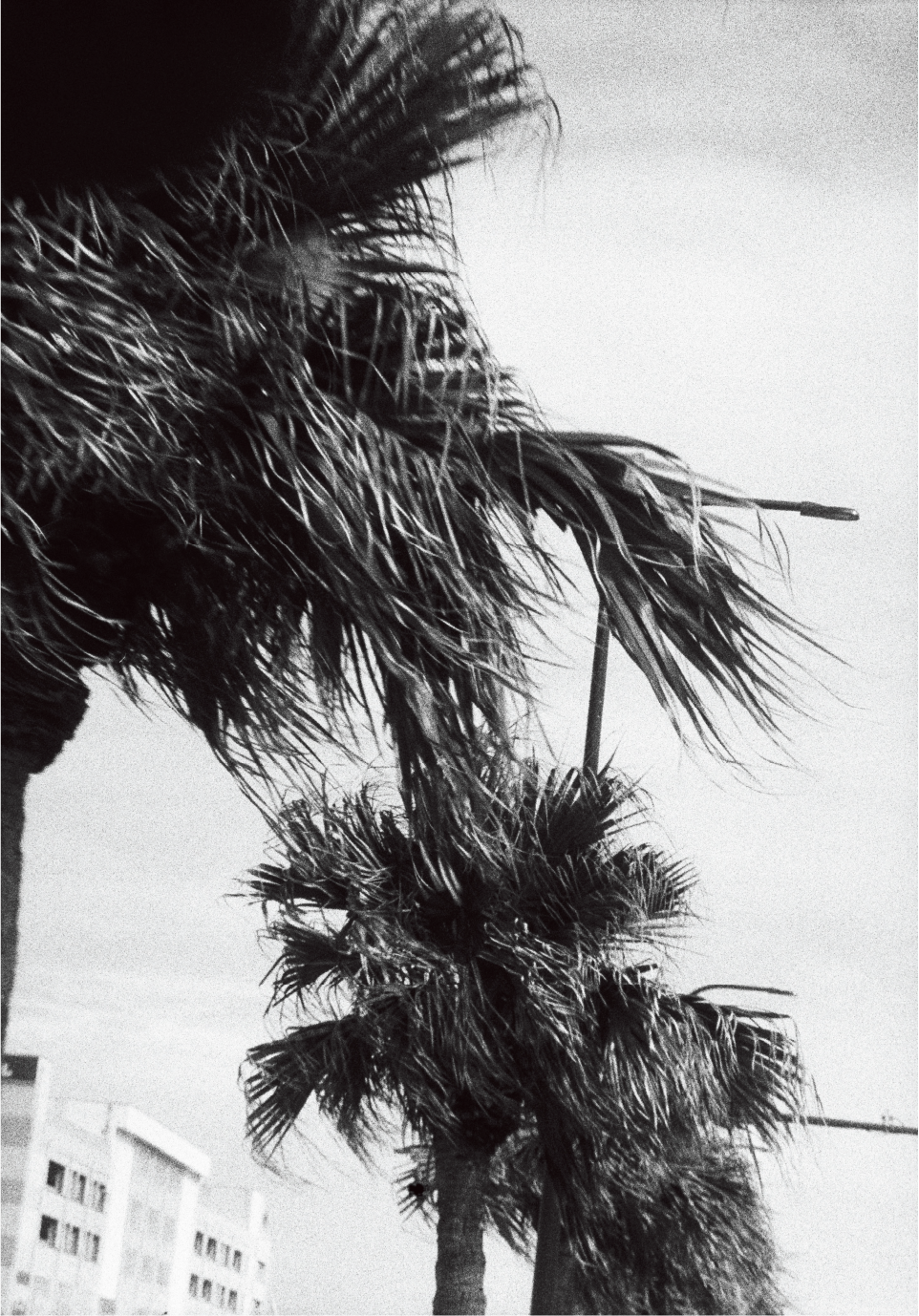 Photo by Yusuke Yamatani of palmtrees in heavy winds.