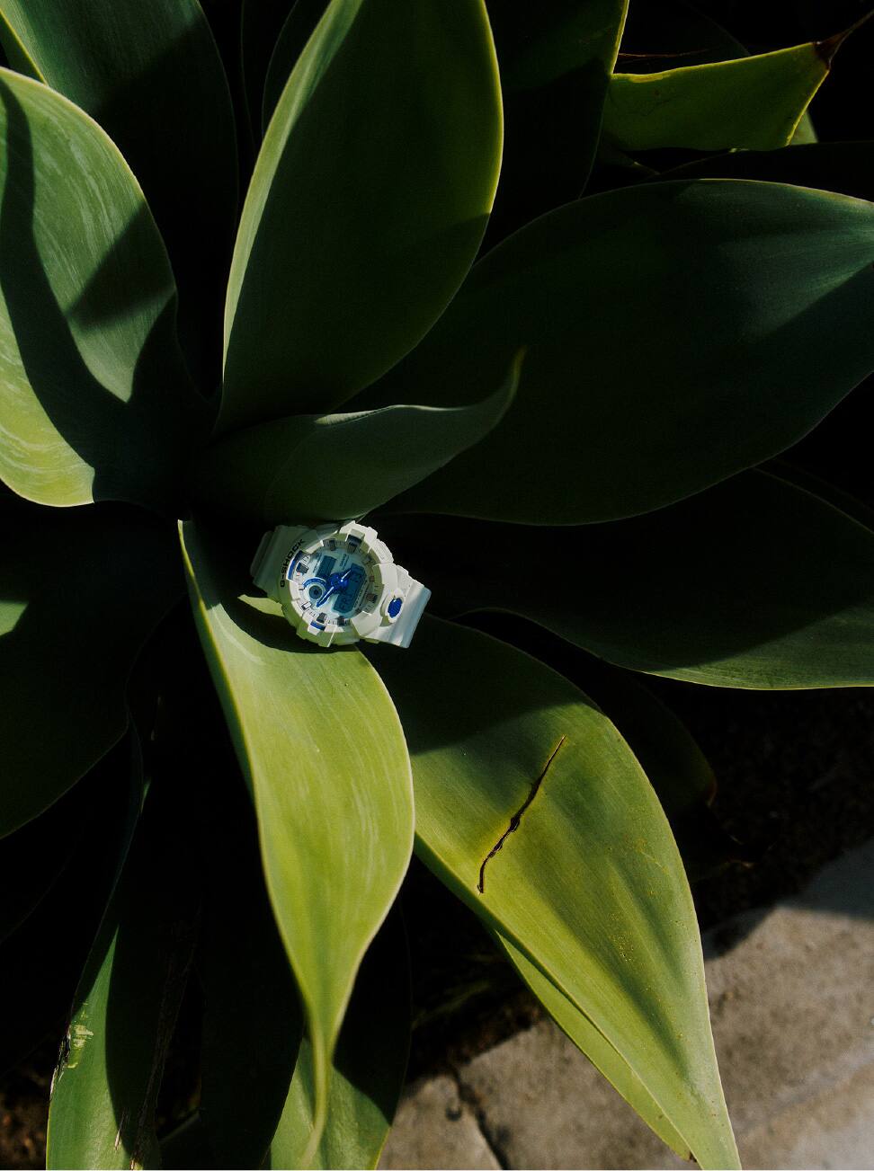 G-SHOCK blanche posée sur la feuille d'une plante succulente.