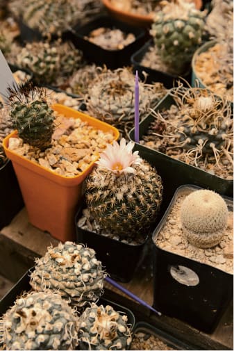 Cactus et succulentes sur des étagères