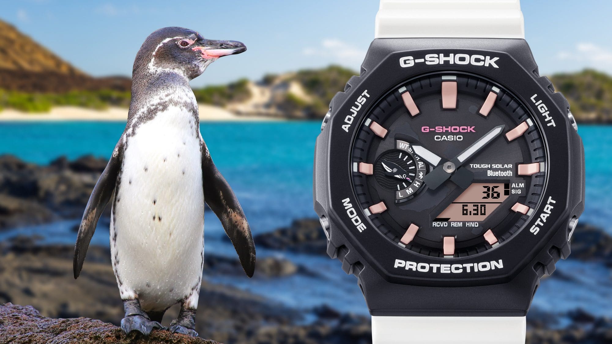 ガラパゴスペンギン