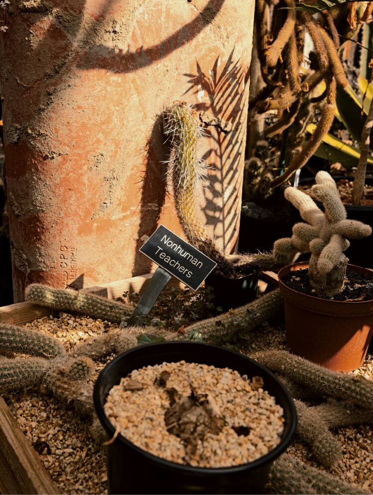 Uma fotografia de um cato perto da entrada do estúdio.