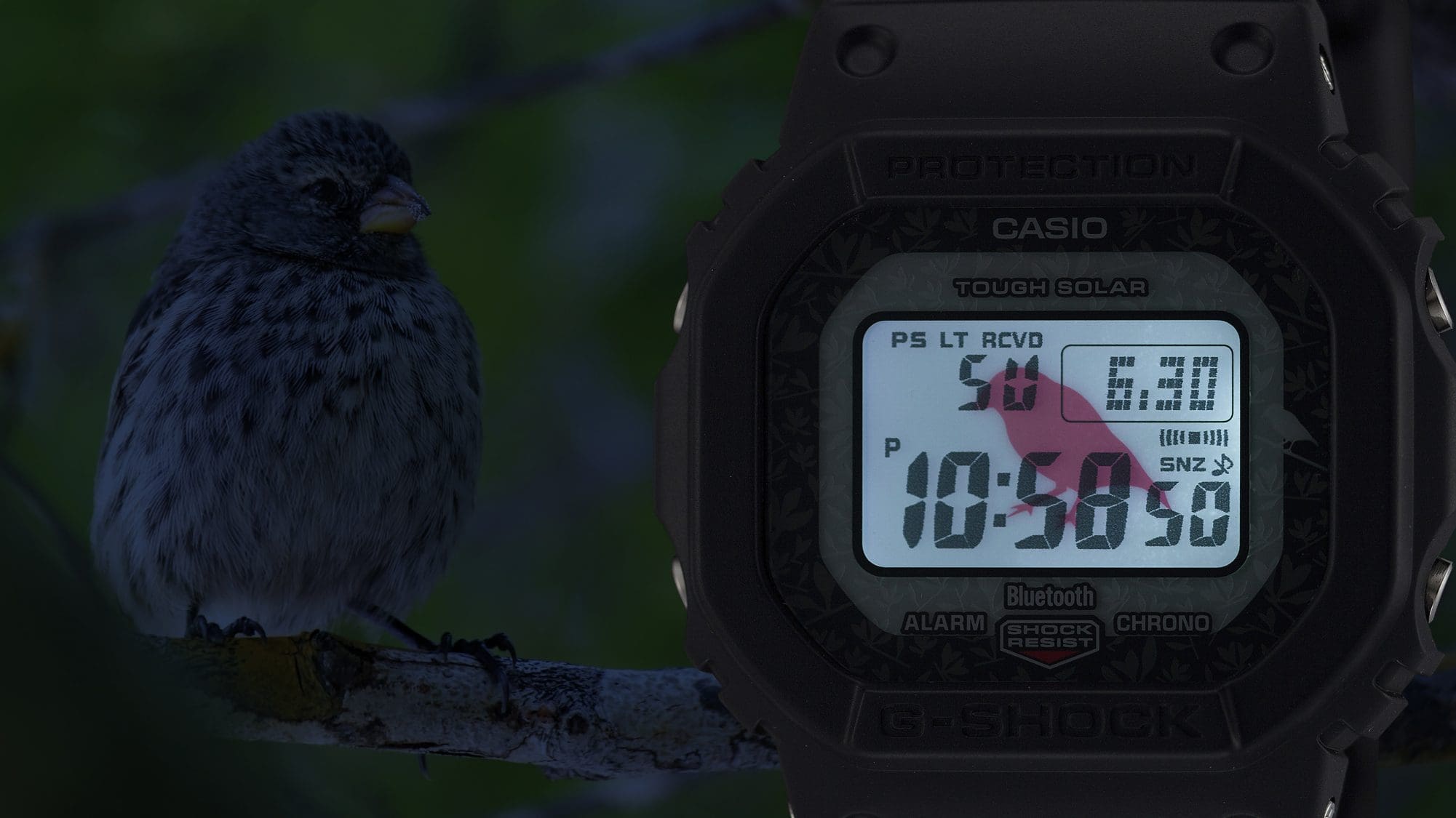 Darwin’s finch [GW-B5600CD-1A3]