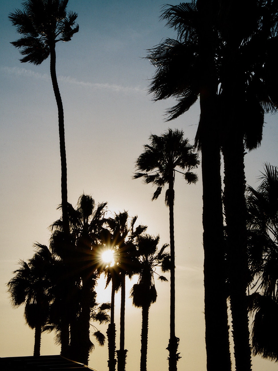 日落下的棕櫚樹剪影圖片。
